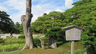 推定樹齢500年の・・・