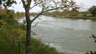 河口から１２０ｋｍ.の花巻付近に鮭が遡上していました