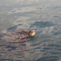 前のビーチにいる亀