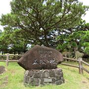 国と県の特別天然記念物、初めて見ましたよ・・・こんな松の木