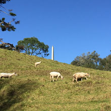 動物たちの天国