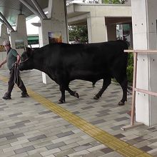 「横綱牛」お出迎えありがとう！