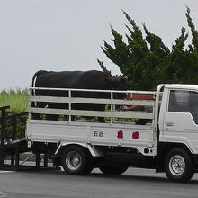 「横綱牛」はお出迎えを終えると車で家に帰ります