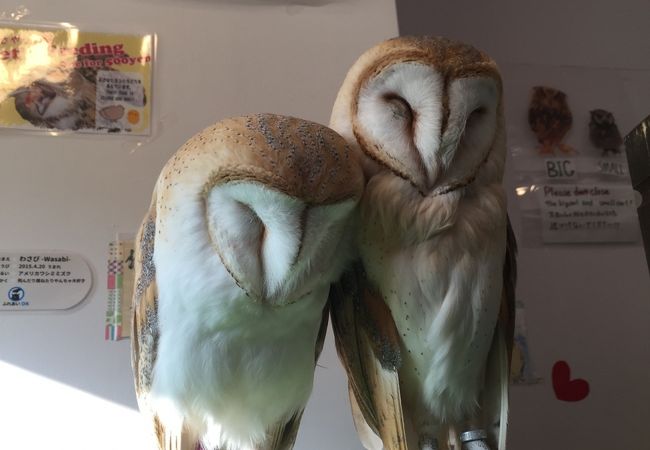 初めてふくろうと触れました（≧∇≦）