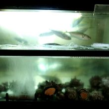 たくさんおよいでいました