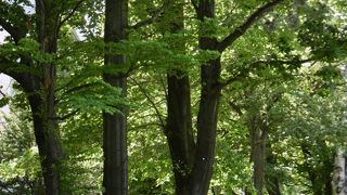 青々としたイチョウ