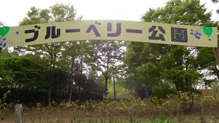 ブルーベリーの時期に