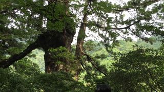 ２本の杉が寄り添っています