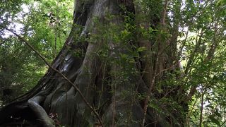 白谷雲水峡にあります