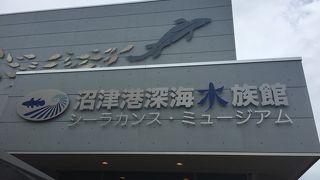 メンダコいなかった