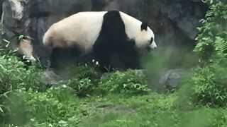 とにかく広い！　動物が近く見ごたえあり。