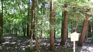 野鳥が鳴き声が響いています！