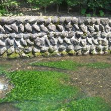 前の川の中の水中花『梅花藻』を初めて見られました