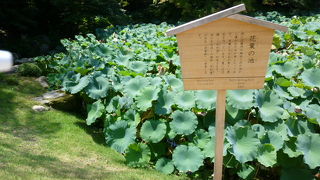 池は水面が見えないほどの蓮！