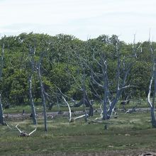 近づけないので望遠で撮りました