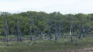 立ち枯れになった木がたくさん見えました