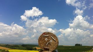 菜の花が綺麗でした！