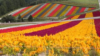 斜面に広がるお花のパッチワーク　美瑛「四季彩の丘」