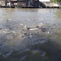 エサに群がる魚・・・。オリエンタルホテルのオプション