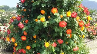 バラが一面に咲き乱れます。