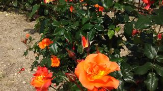 バラソフトもお薦めです。