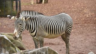 見ごたえがあります