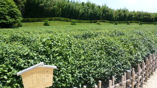 築庭当時から藩主に飲まれているお茶！