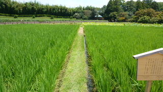 ６月には 「お田植え祭」 が開催！