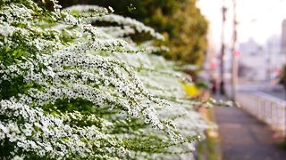 春のユキヤナギが気持ち良い