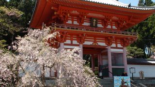 シャクナゲと桜が見られる寺