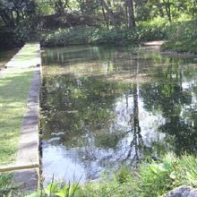 西湖の堤とその周辺の様子です。鬱蒼とした森の中の木洩れ陽です