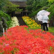 【西方寺】赤、白、黄色の彼岸花