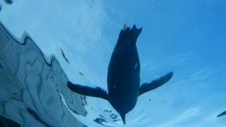 旭山動物園といったらまずここでしょう