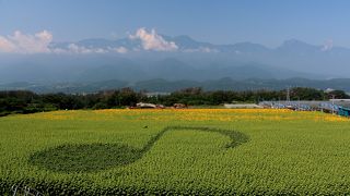 ６０万本の笑顔を楽しんでください