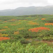 紅葉を見に行ってきました