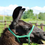 入場無料の動物園