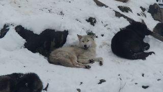 犬とオオカミの区別がつかない