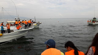 イルカを間近で見れる