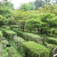 名前付きでいろんあ植木があります。