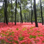 山盛りの真紅の曼珠沙華