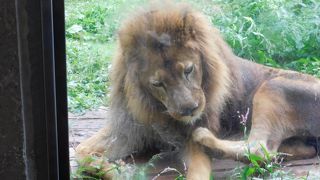 迫力のある姿が見れました