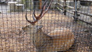 立派な角が印象的でした