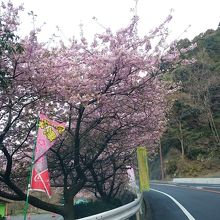 散り始めの河津桜