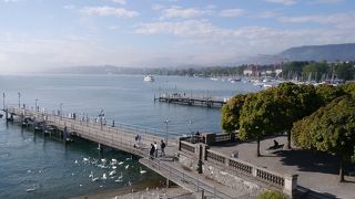 岸辺に白鳥の群れ