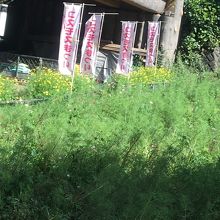 １分咲きでした