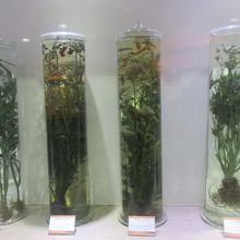 韓方が展示されています