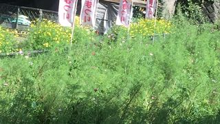 まだ1分咲きでした