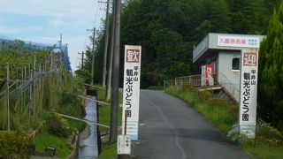 平井山観光ぶどう園