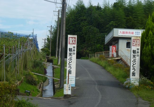 シーズンは賑わう市内のぶどう園