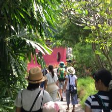 たくさんの植物！